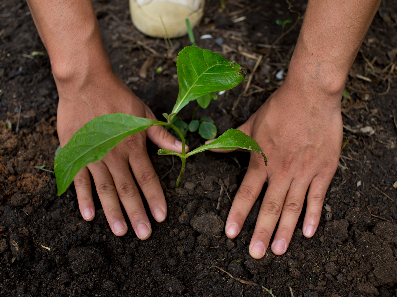 Wellers Tree Planting CSR day